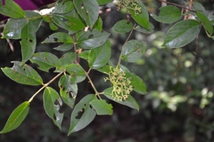 Viburnum lautum