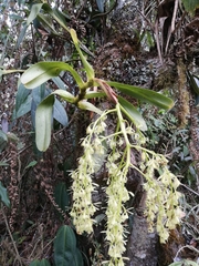 Epidendrum excisum