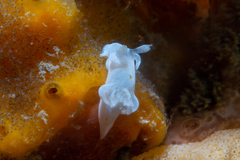 Trapania aureopunctata