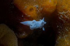 Trapania aureopunctata