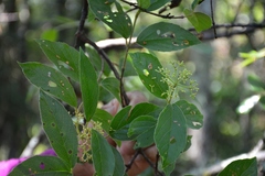 Viburnum lautum