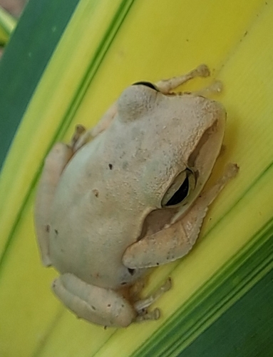 Chunam Tree Frog