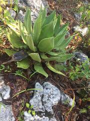 Agave chiapensis