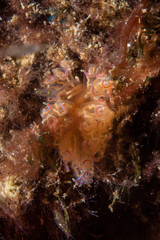 Phyllodesmium