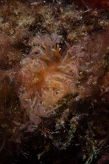 Phyllodesmium