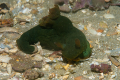 Tambja dracomus
