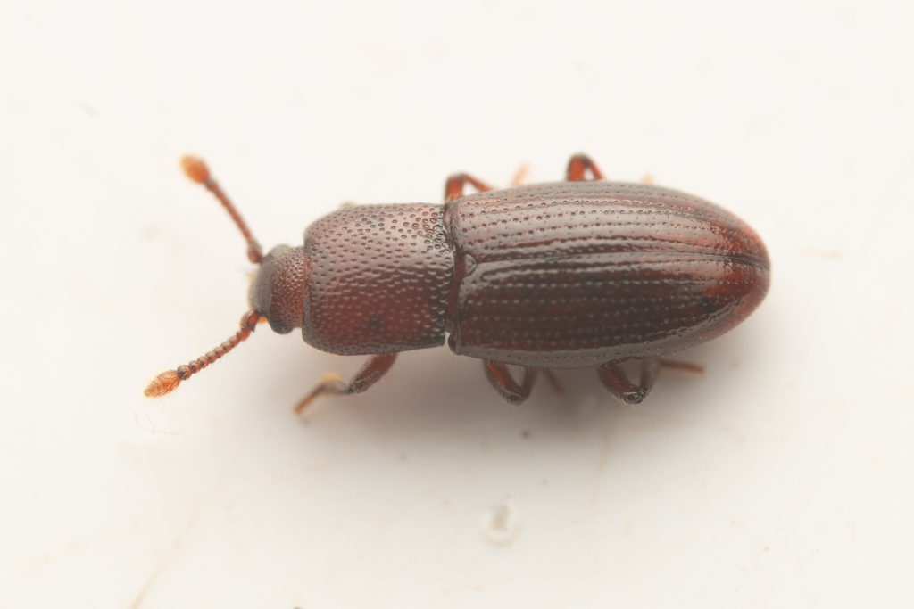 Cerylon castaneum