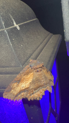 Lunate Zale Moth photo 4