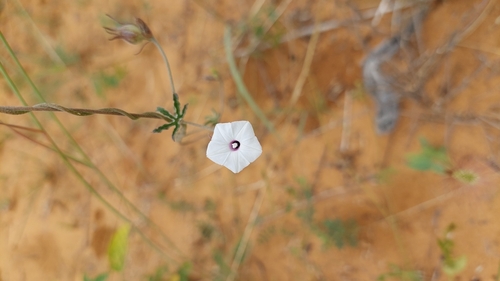 Smallpink Morning Glory