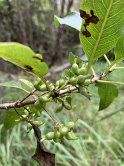 Coprosma rhynchocarpa