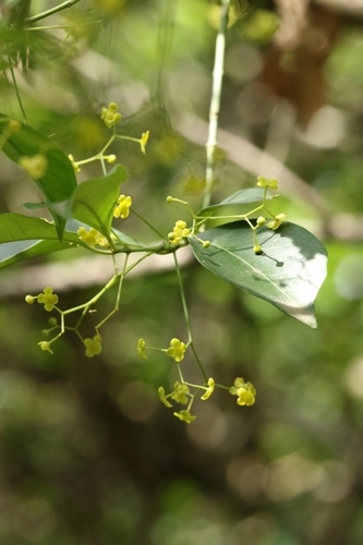 Euonymus nitidus, photograph 1