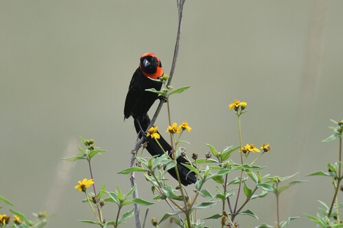 Red-cowled Widowbird (Euplectes laticauda), photo 10