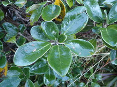 Brachyglottis rotundifolia