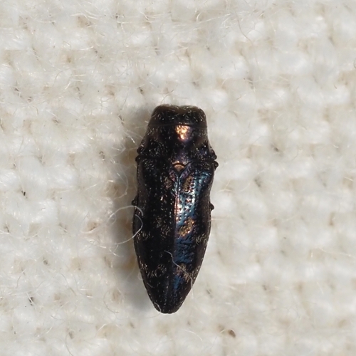 Taphrocerus albodistinctus