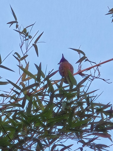 Red-whiskered Bulbul