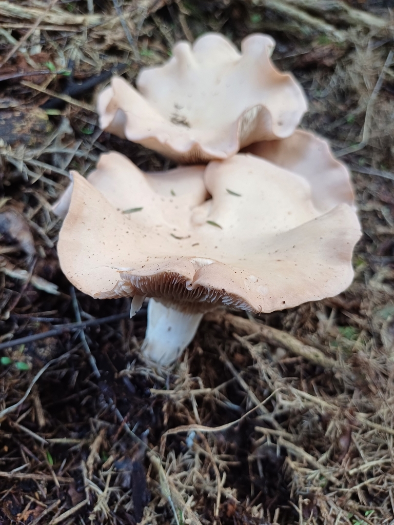 Rhodocybe piperita · May 2025 · photo: © steviakiwi23 (iNaturalist, cc0)