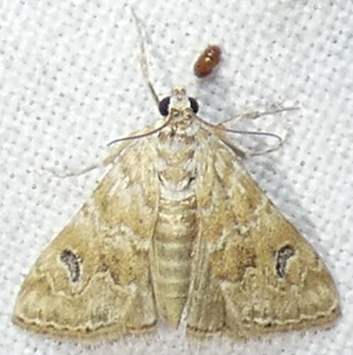 Cabbage Webworm Moth photo 4