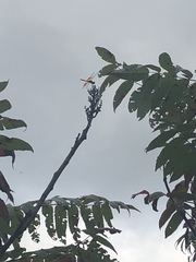 Perithemis tenera