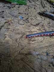 Cylindrophis melanotus