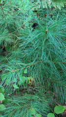Pinus strobus