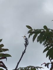 Perithemis tenera