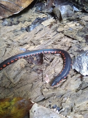 Cylindrophis melanotus