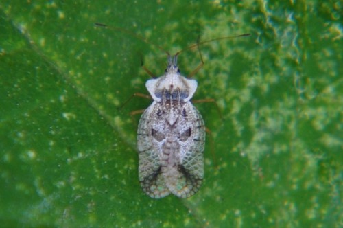 Leptopharsa, 2019-09-05