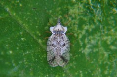 Leptopharsa elata