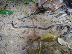 Cylindrophis melanotus