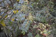Rhus schiedeana