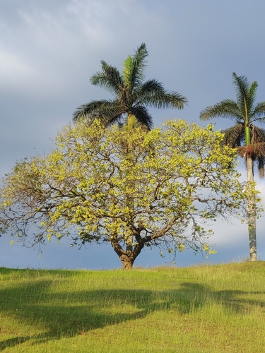 Piscidia piscipula (L.) Sarg.