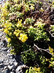 Limbarda crithmoides