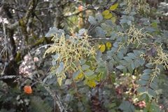 Rhus schiedeana