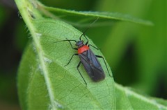 Orthotylinae