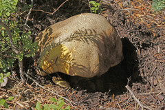 Caloboletus frustosus