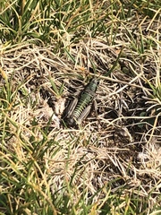 Cophopodisma pyrenaea