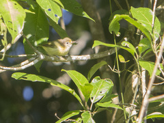 Pachysylvia aurantiifrons