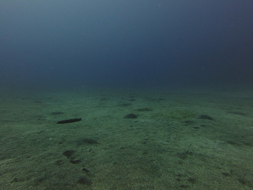 Gorgasia hawaiiensis observed 2025-05-08