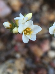 Leptosiphon lemmonii