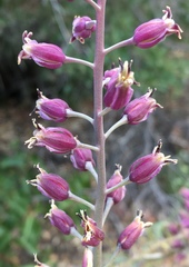 Streptanthus campestris