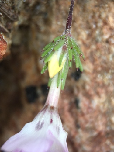 Image of Linanthus orcuttii by (c) Matt Berger, some rights reserved (CC BY)