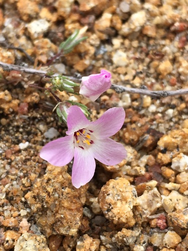 Image of Linanthus orcuttii by (c) Matt Berger, some rights reserved (CC BY)