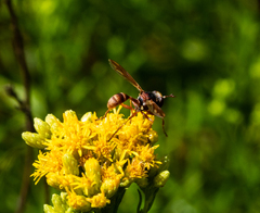 Physocephala marginata