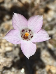 Linanthus orcuttii