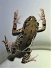 Kassina somalica
