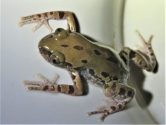 Kassina somalica