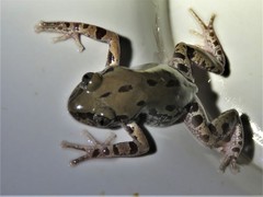 Kassina somalica
