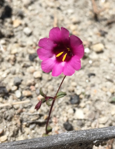 Image of Erythranthe diffusa by (c) Matt Berger, some rights reserved (CC BY)