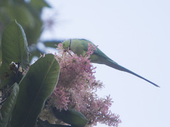 Psittacula krameri
