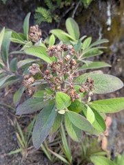 Pluchea carolinensis, recorded fruiting